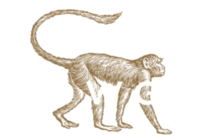 Mowgli Street Food